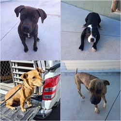 Dogs 20 Jan.jpg