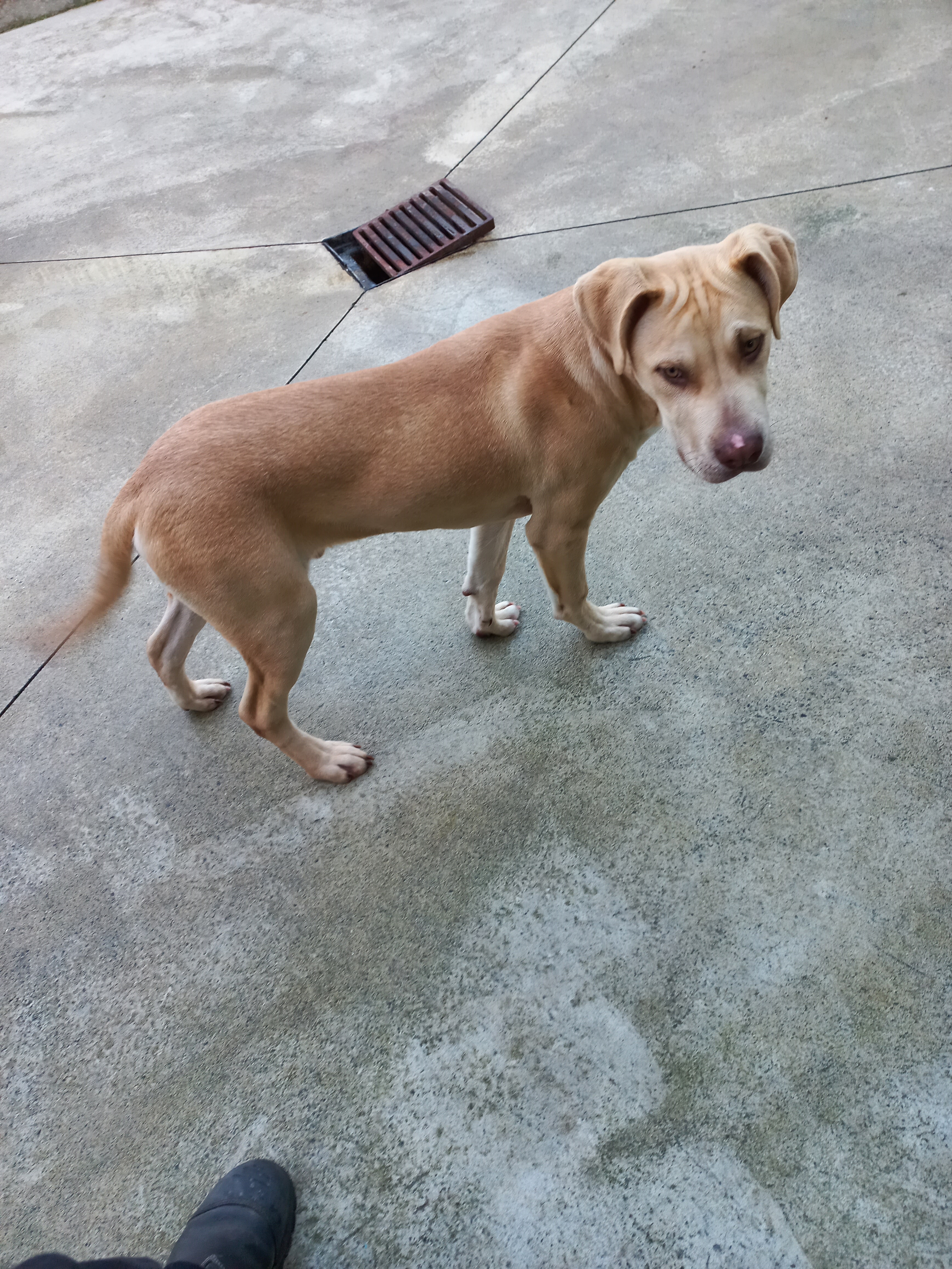 dog adopt.jpg