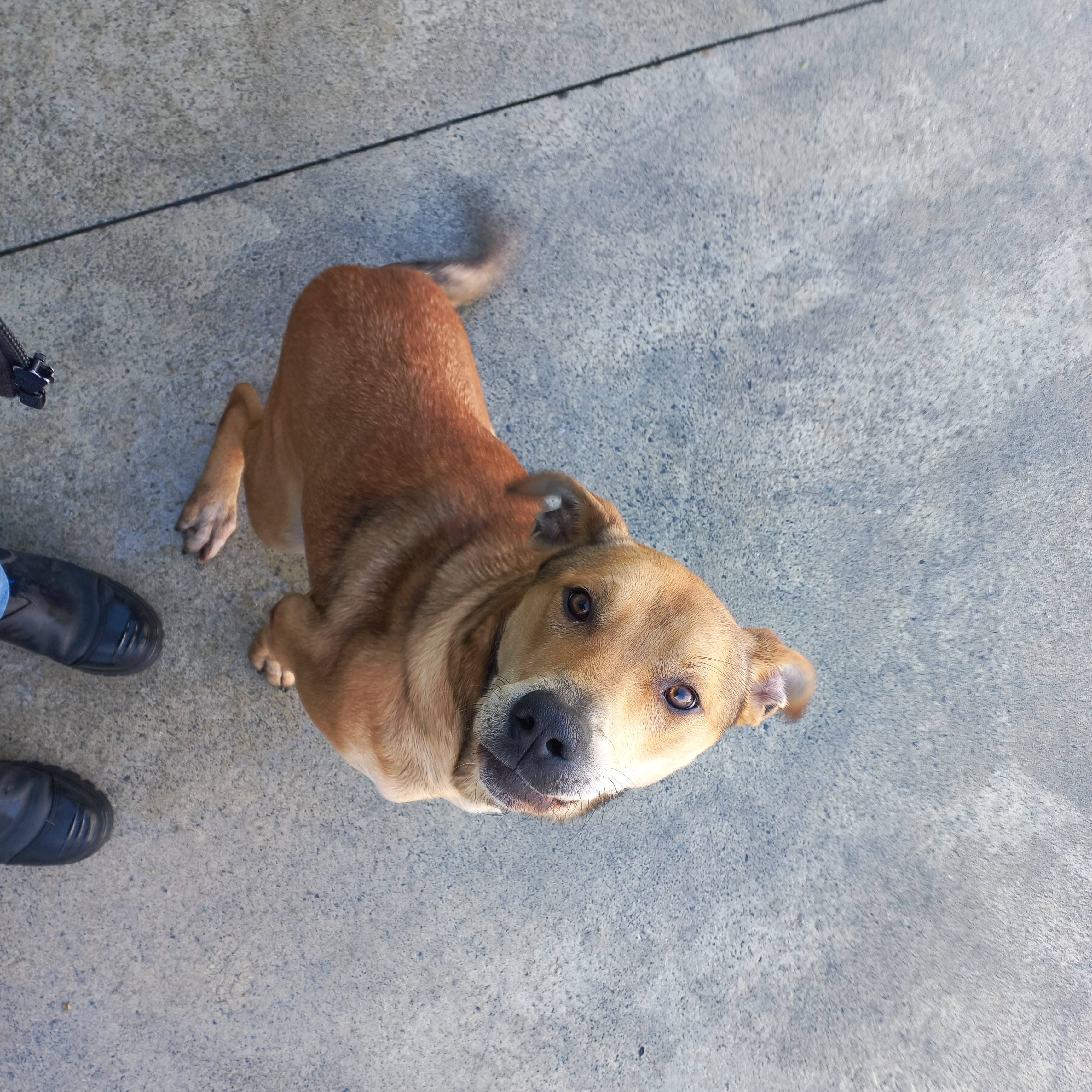Entire male. Sweet, loves cuddles, know some basic commands. Nice dog..jpg