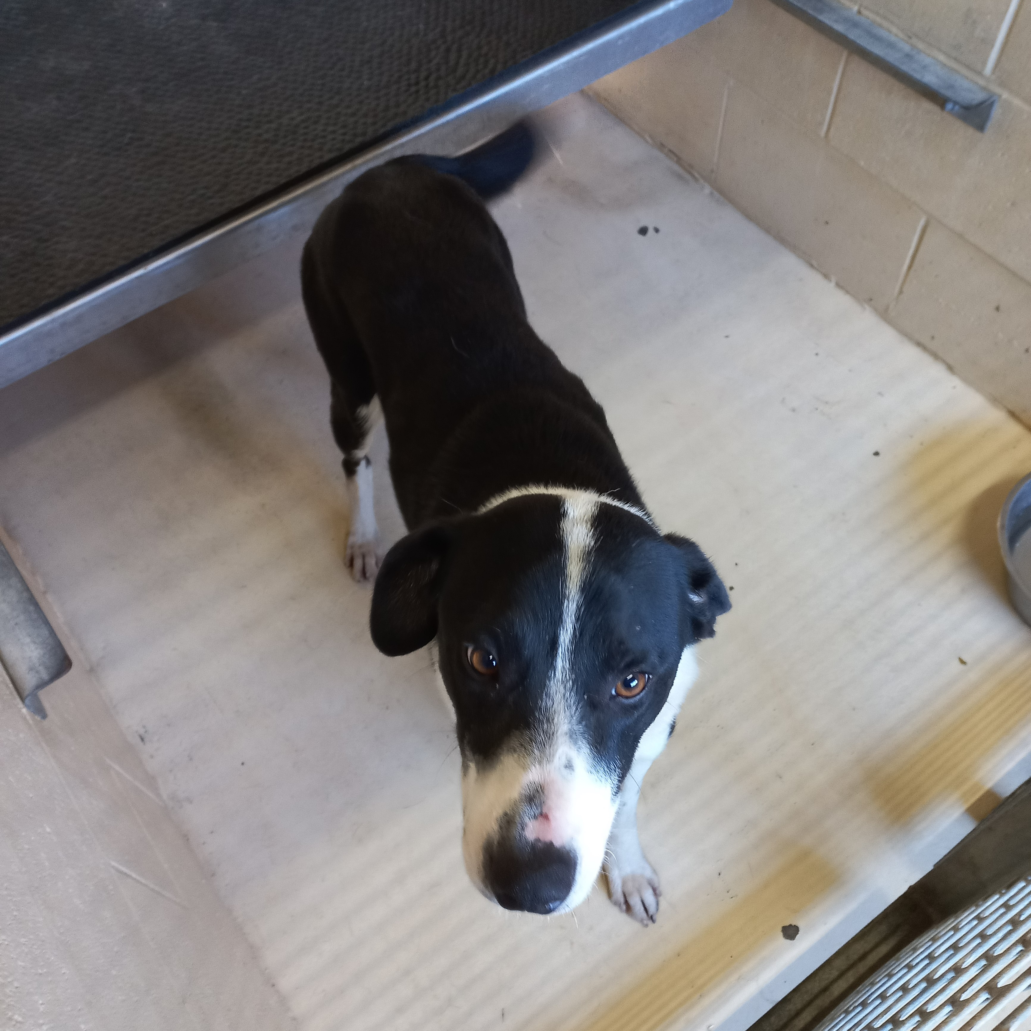 lost dog hikutaia 12-5-23.jpg