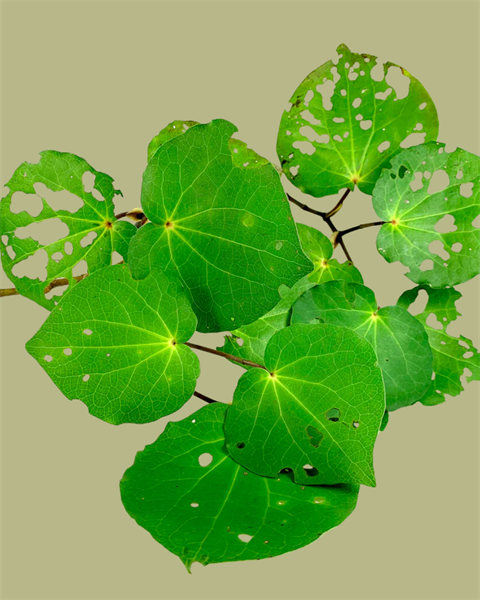 Untitled design (36).png