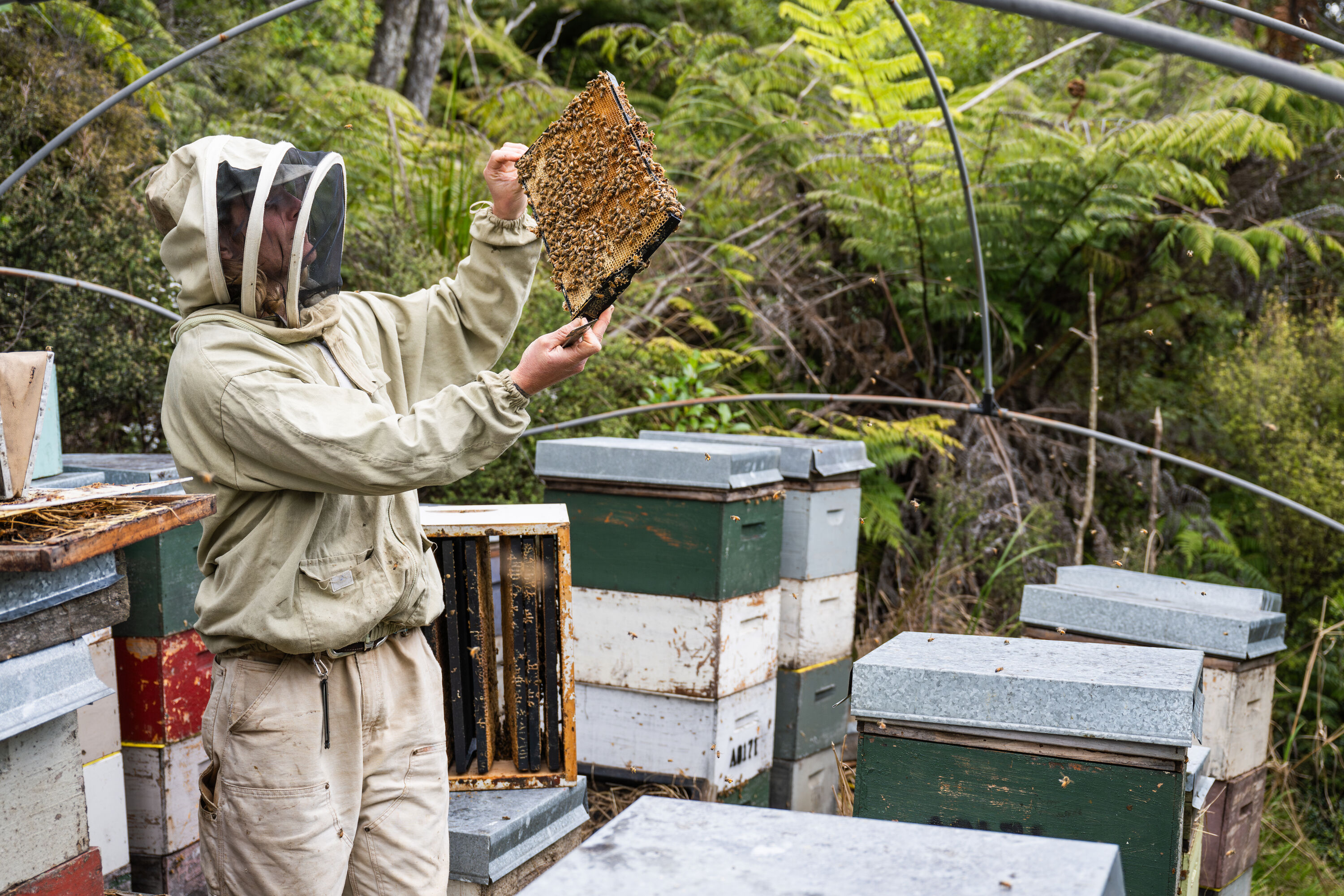 Bee keeping.jpg