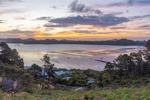 Oyster farm near Coromandel Town