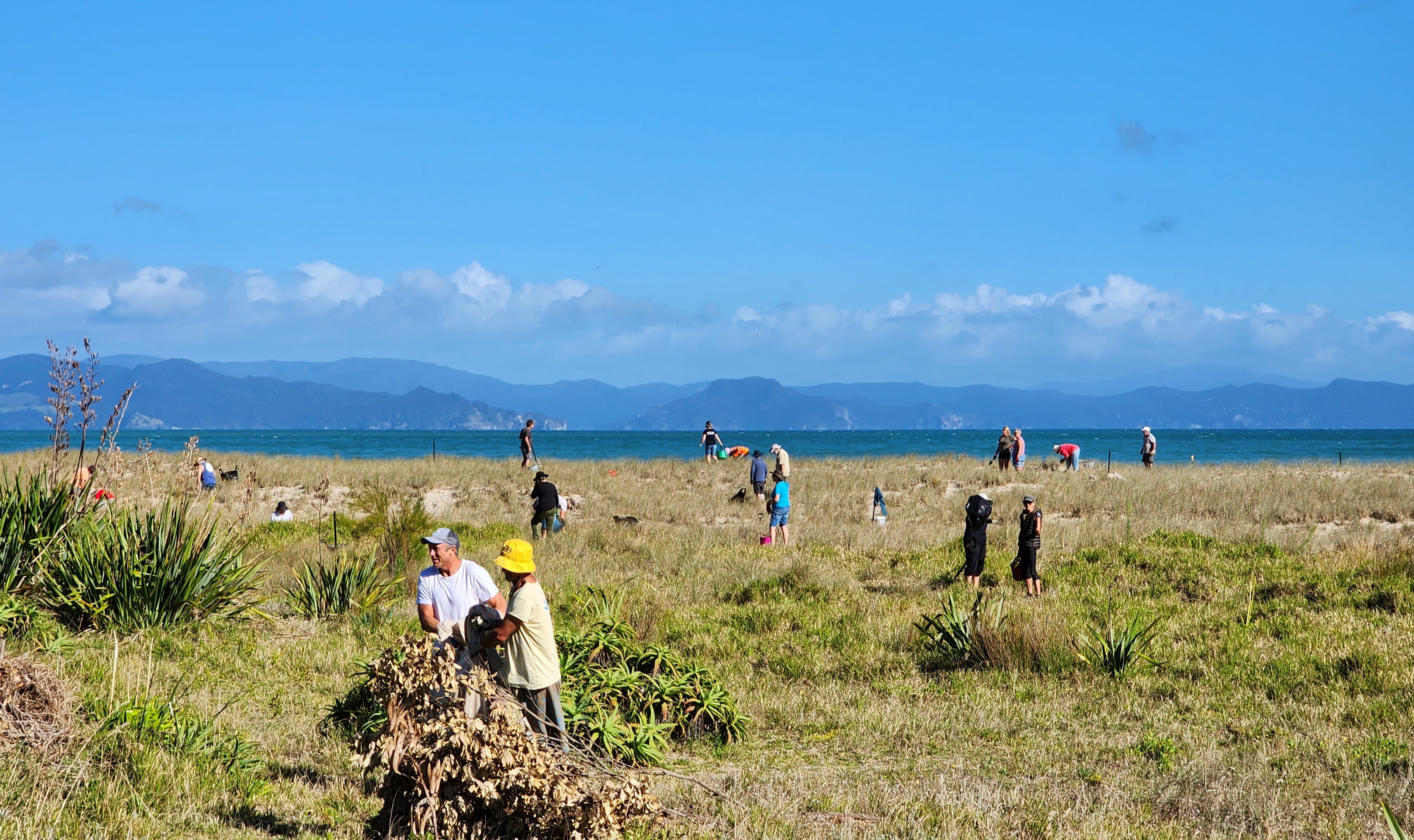 Dune-planting-1.jpg