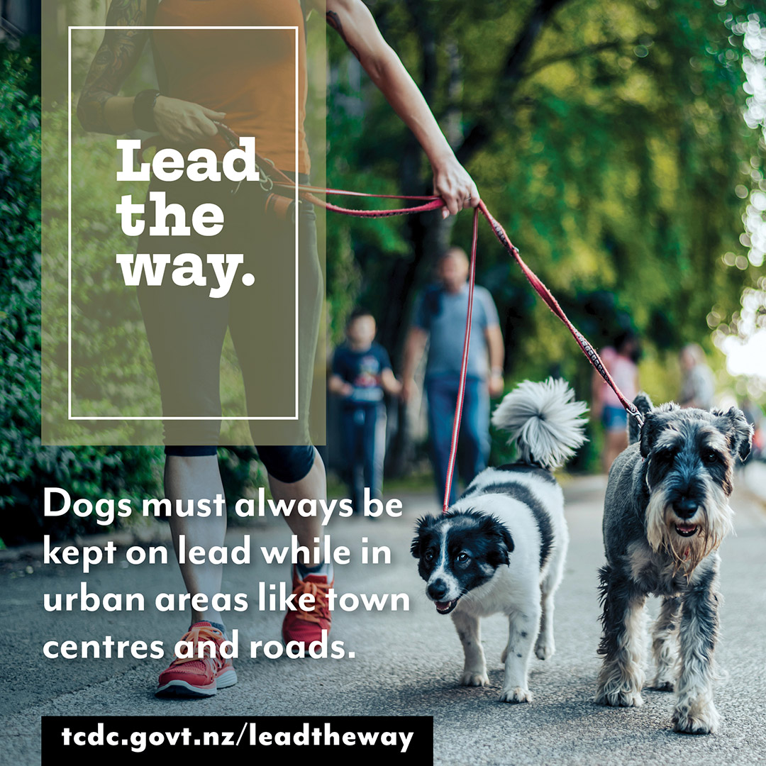 Dogs_Lead the Way 1080x1080_2023_6.jpg