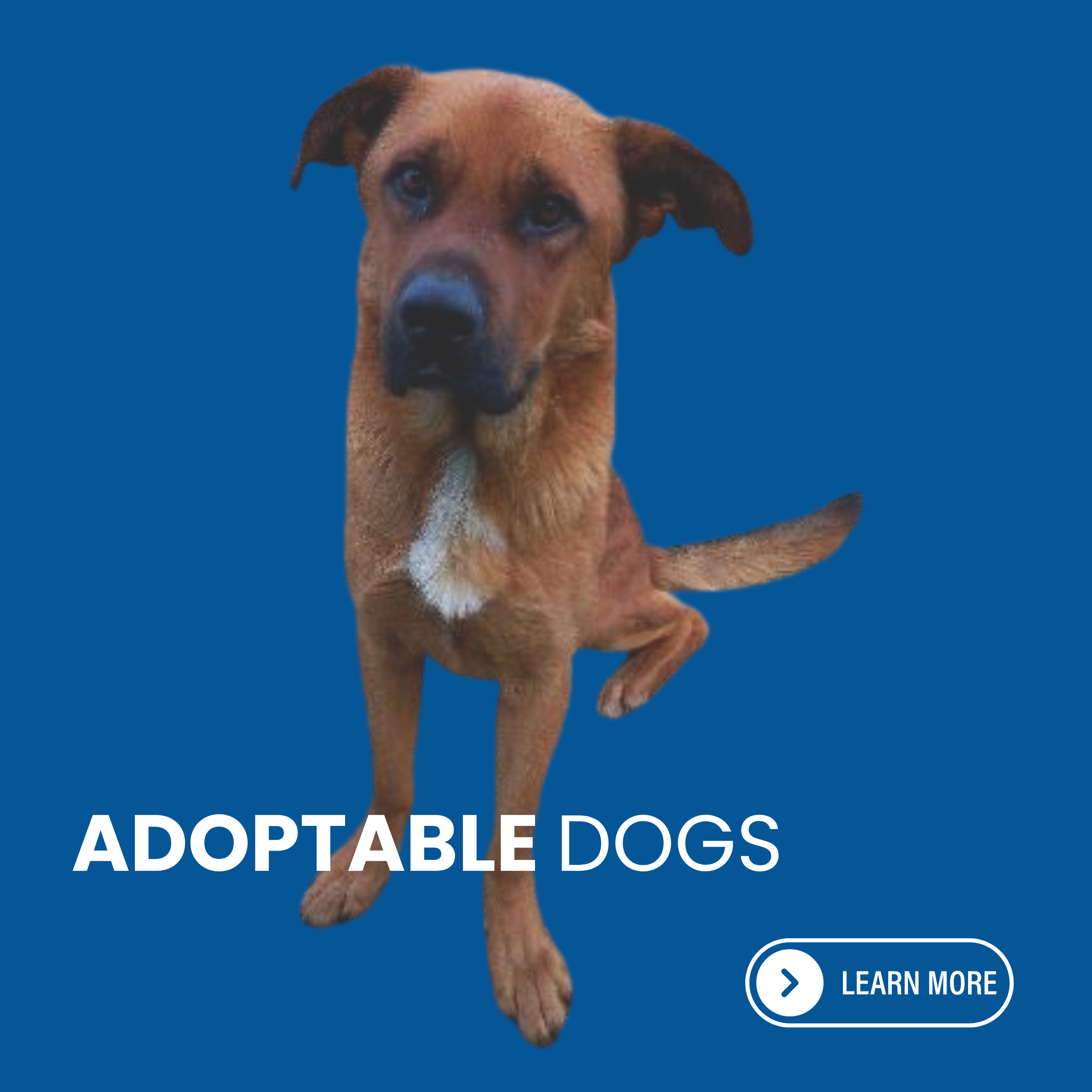 Adoptable dogs (1).png