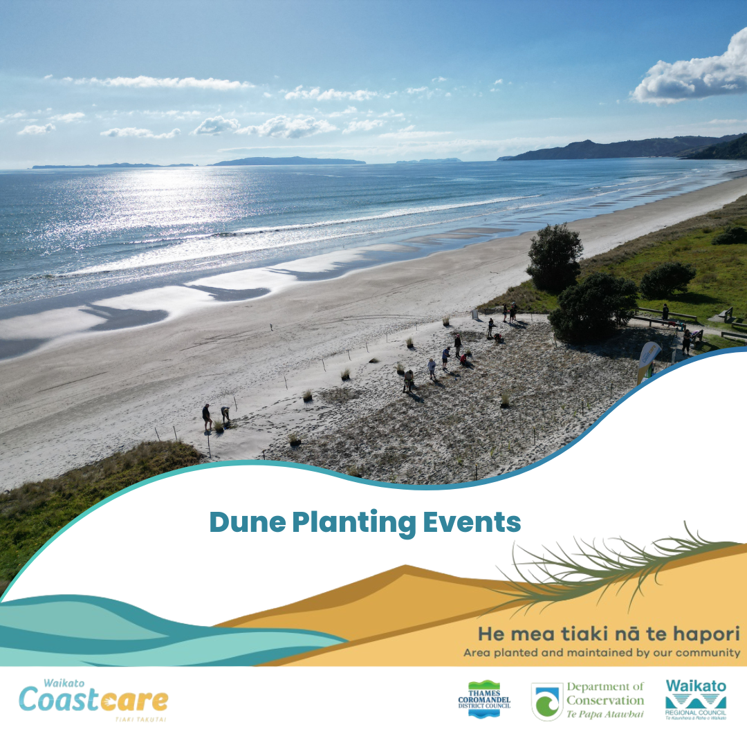 Dune planting event graphic (square).png
