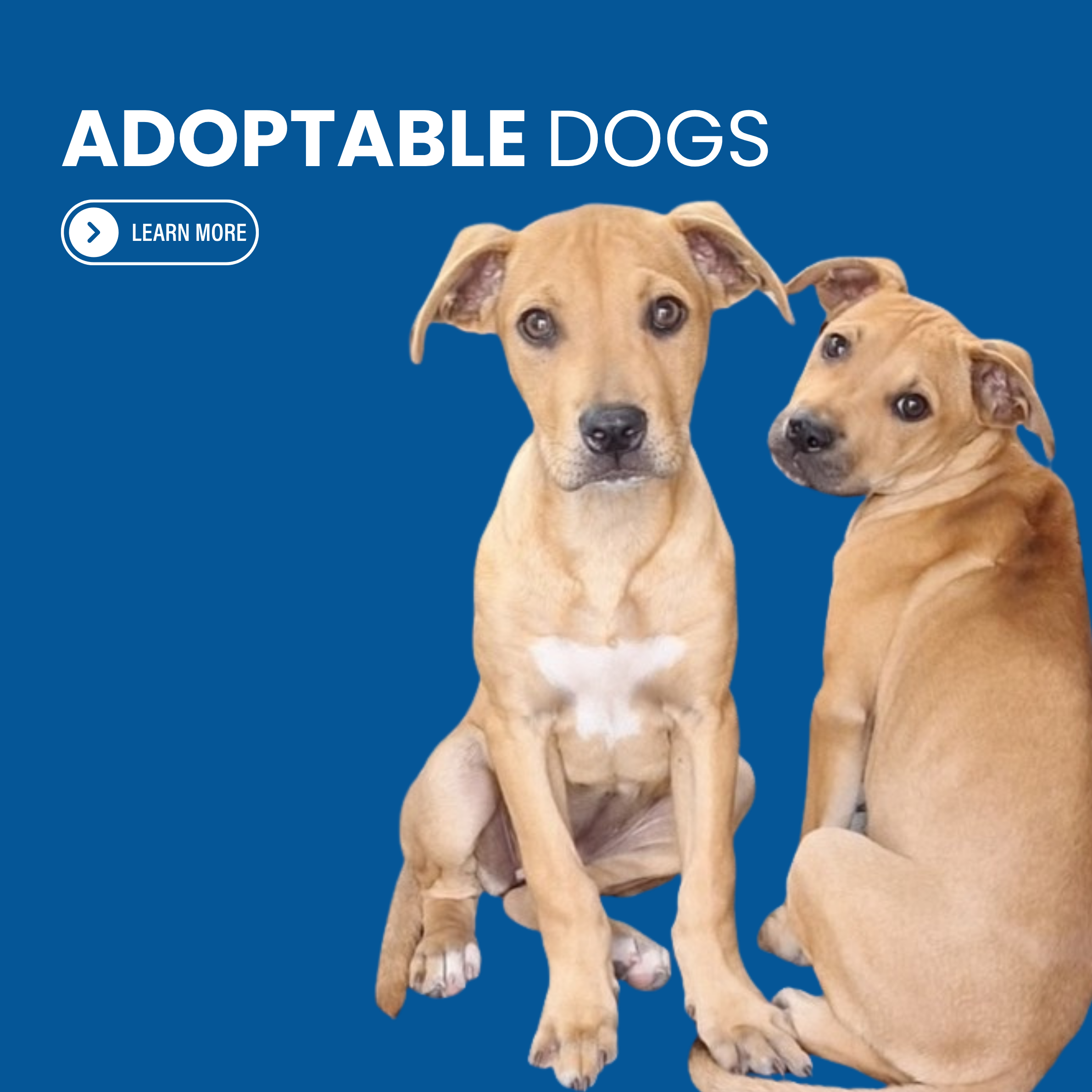 Adoptable dogs _ MAY.png