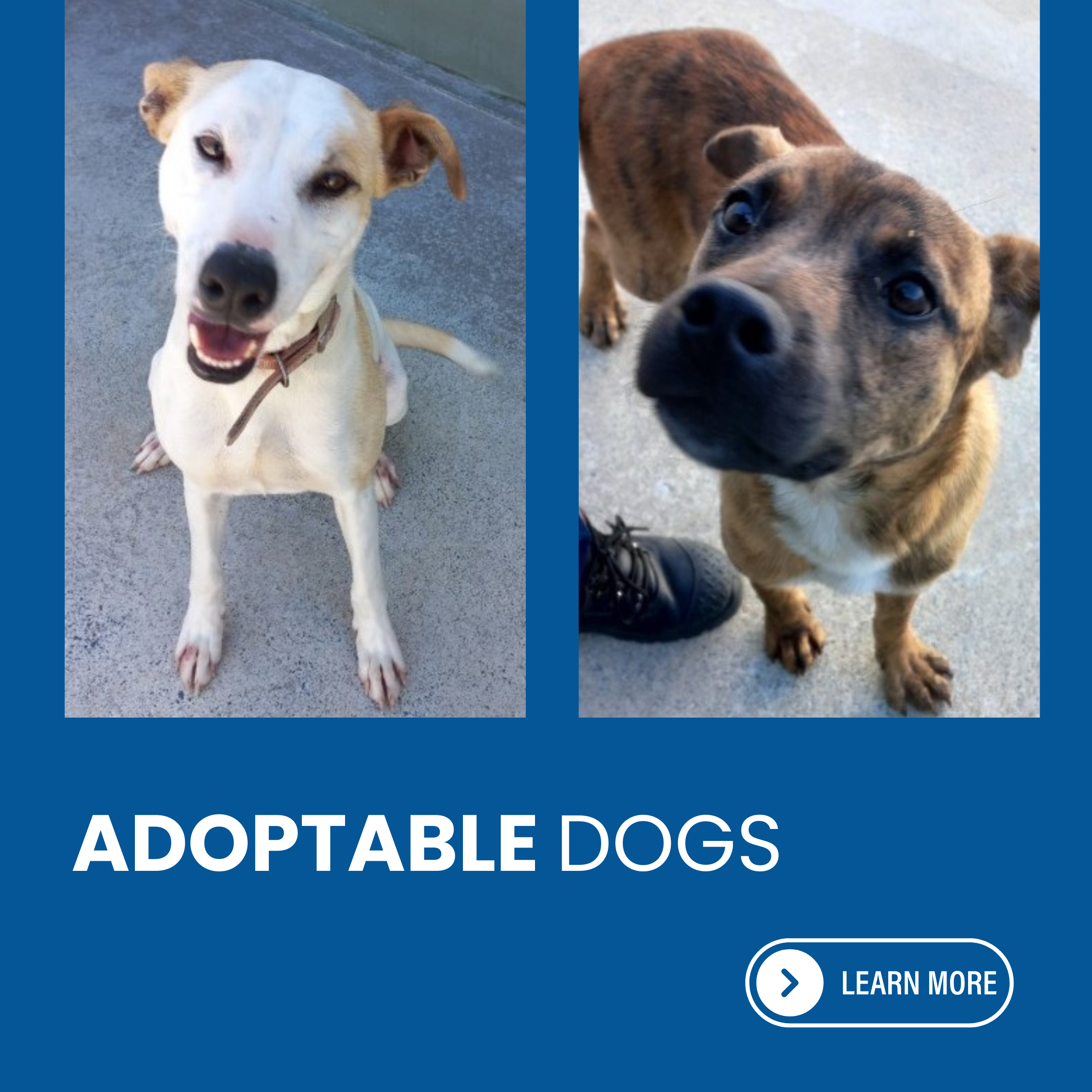 Adoptable-dogs-March-26.png