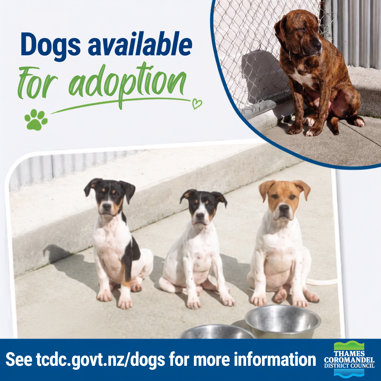 Dogs_Aug_26.png
