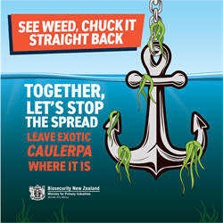 Caulerpa campaign social media tile (1).png