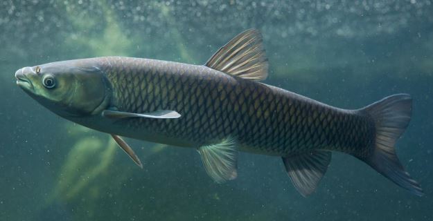 Cooks Beach grass carp.JPG