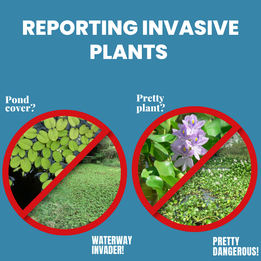 Invasive plants.png