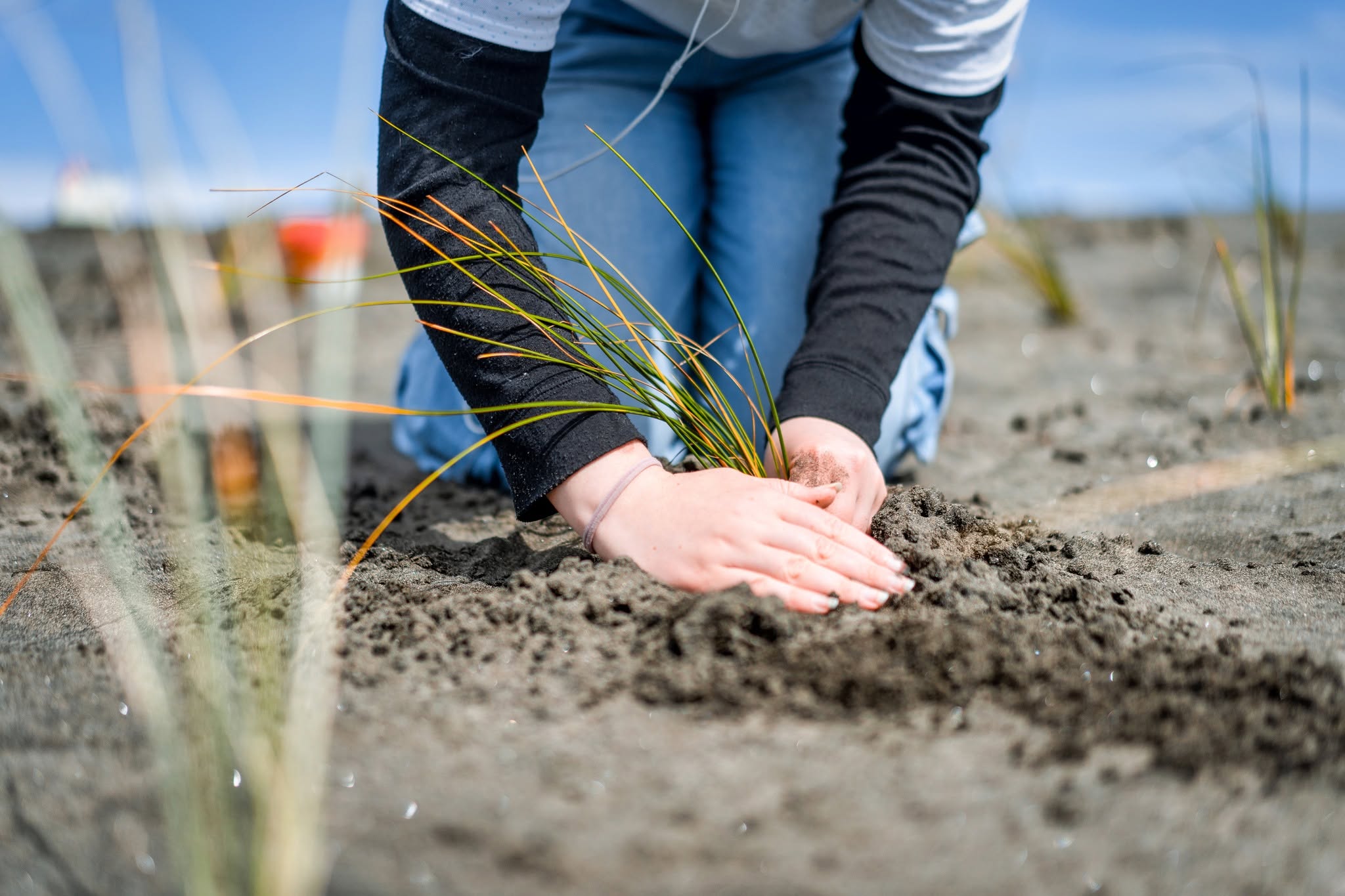 dune_planting.jpg
