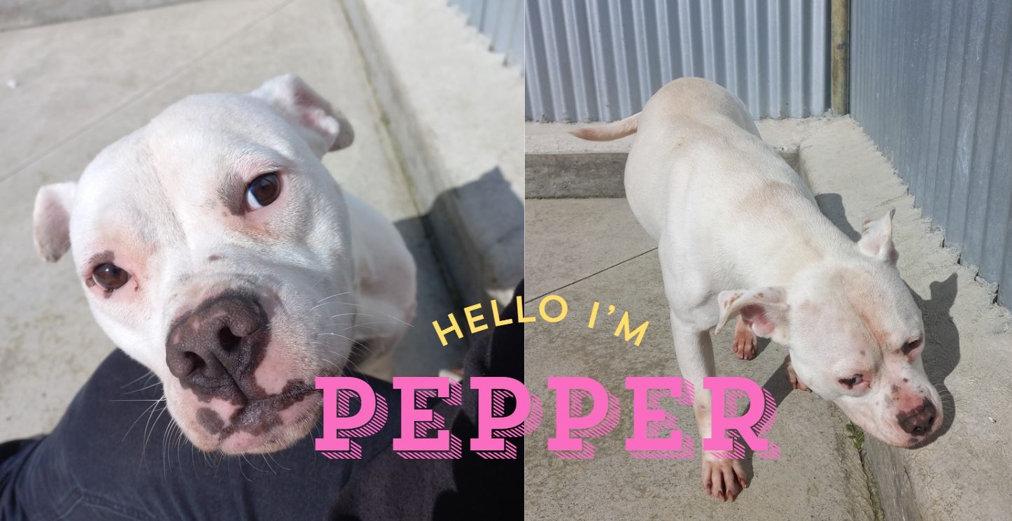 Pepper.jpg