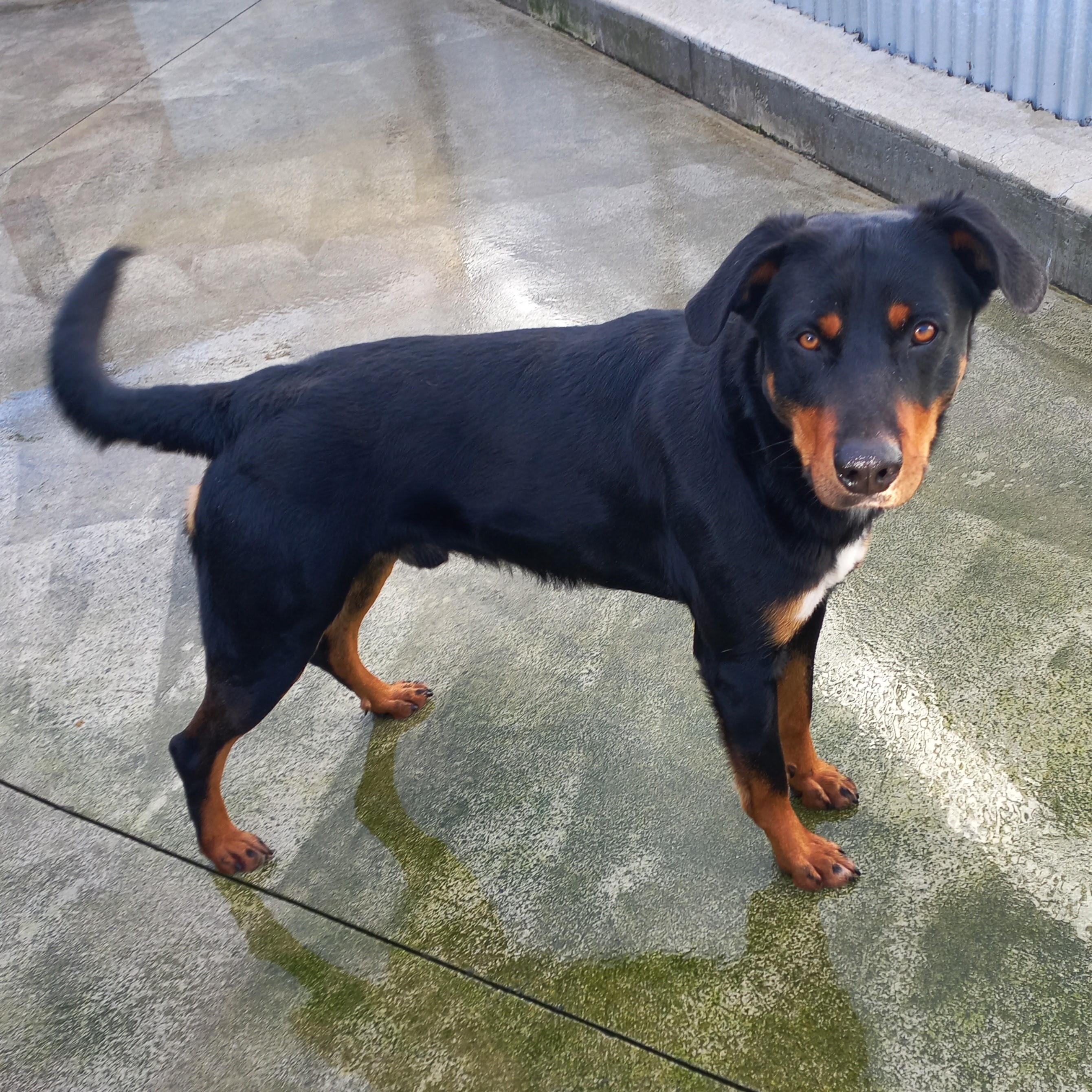 rottie-rehome.jpg