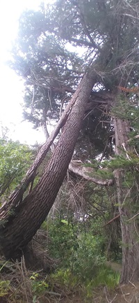 Split-Pine-Rocky's-Walk-22-Dec-2022.jpg