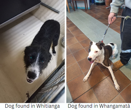 dogs.PNG