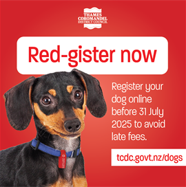 dog rego.PNG