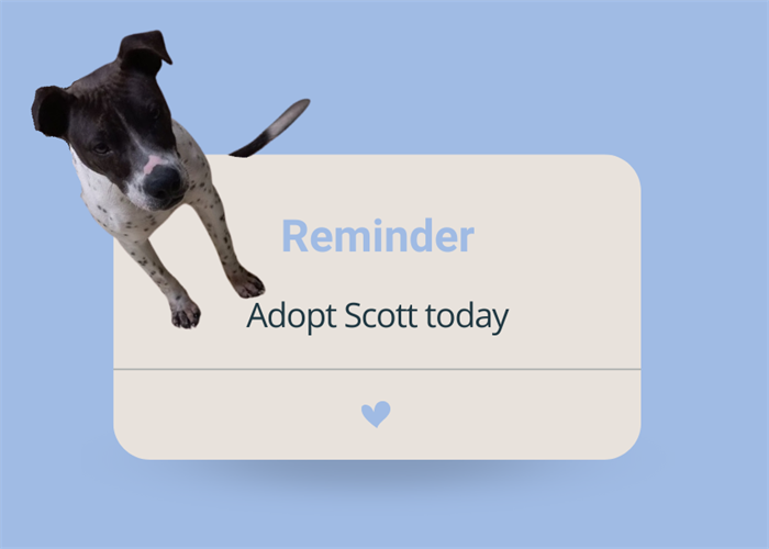Pink Modern Minimalist Reminder Dog and Cat Pet Adoption Instagram Post.png