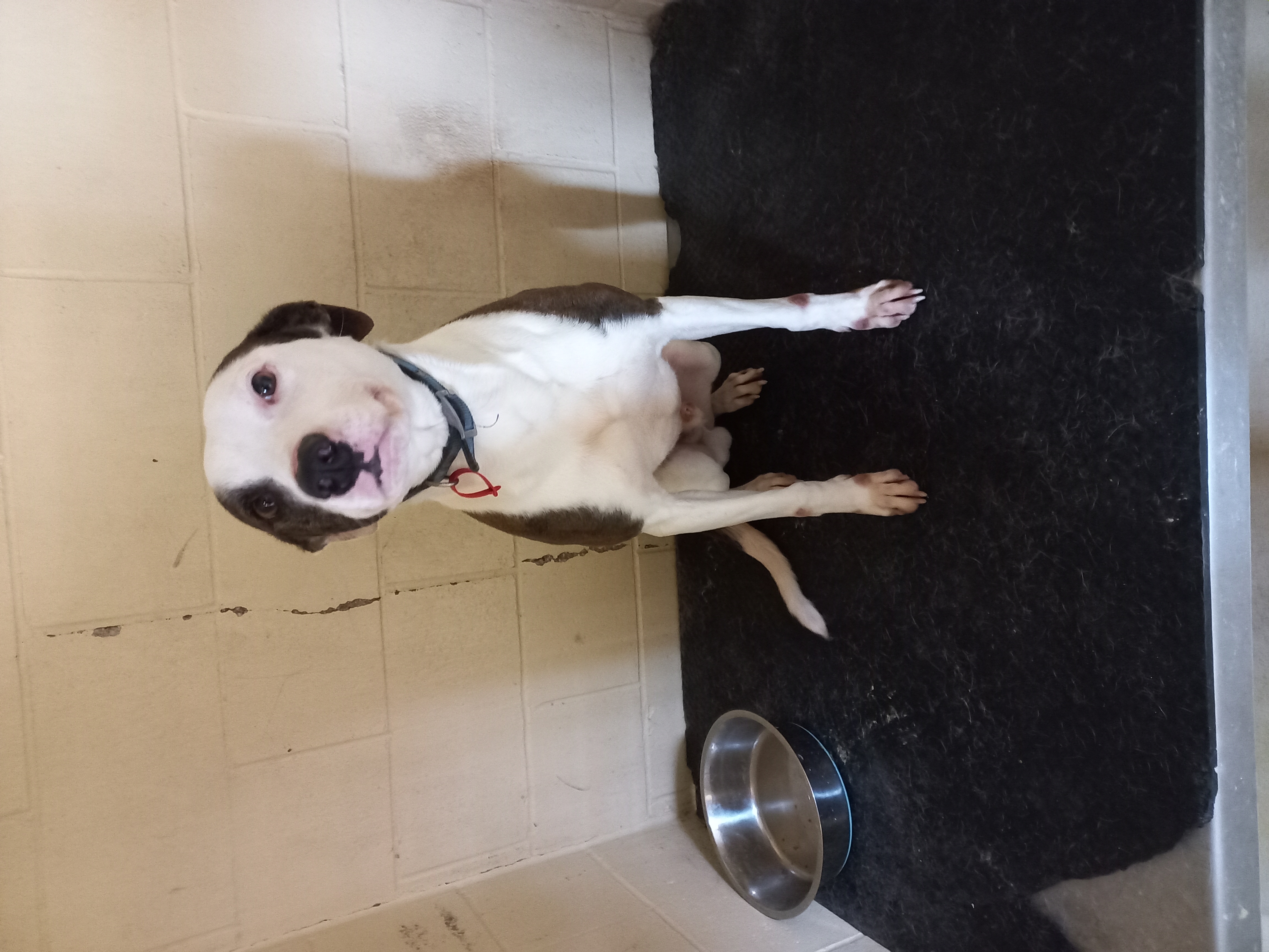 Dog adoption Tiger.jpg