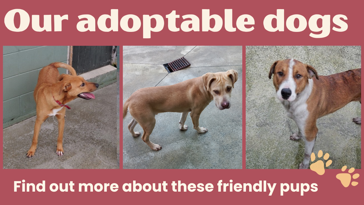 Adoptable dogs V2 (1).png