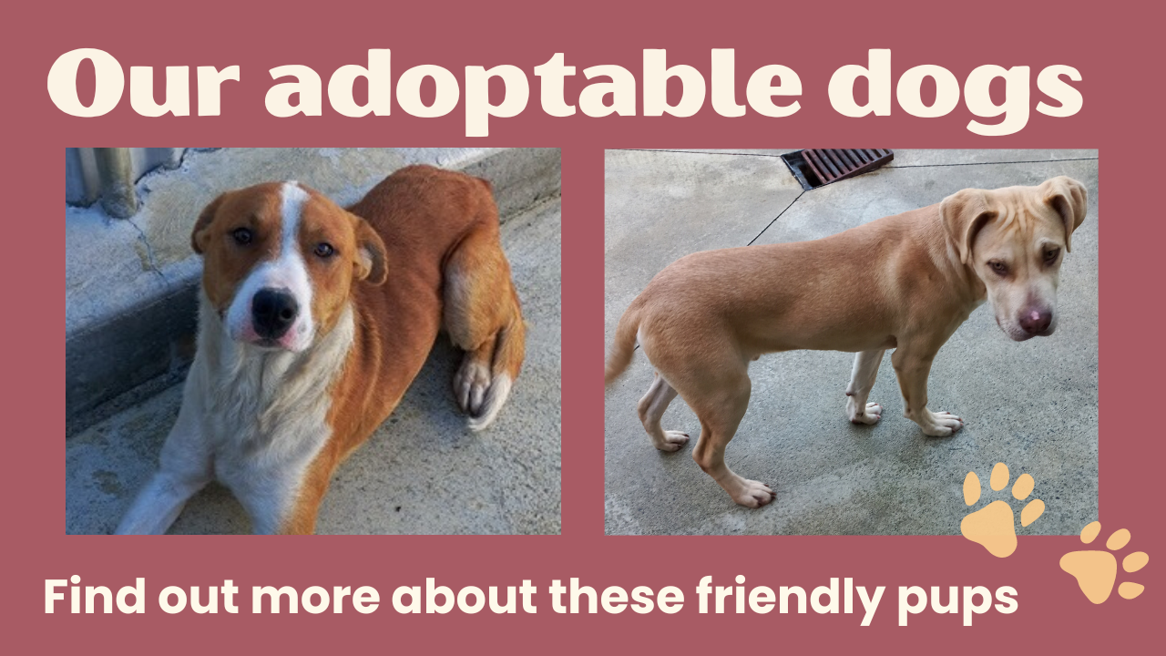 Adoptable dogs V2 (2).png