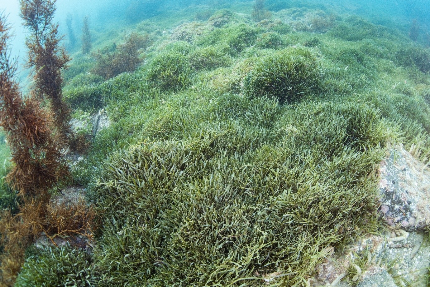 caulerpa-seaweed-at-the-bottom-of-the-ocean.jpg