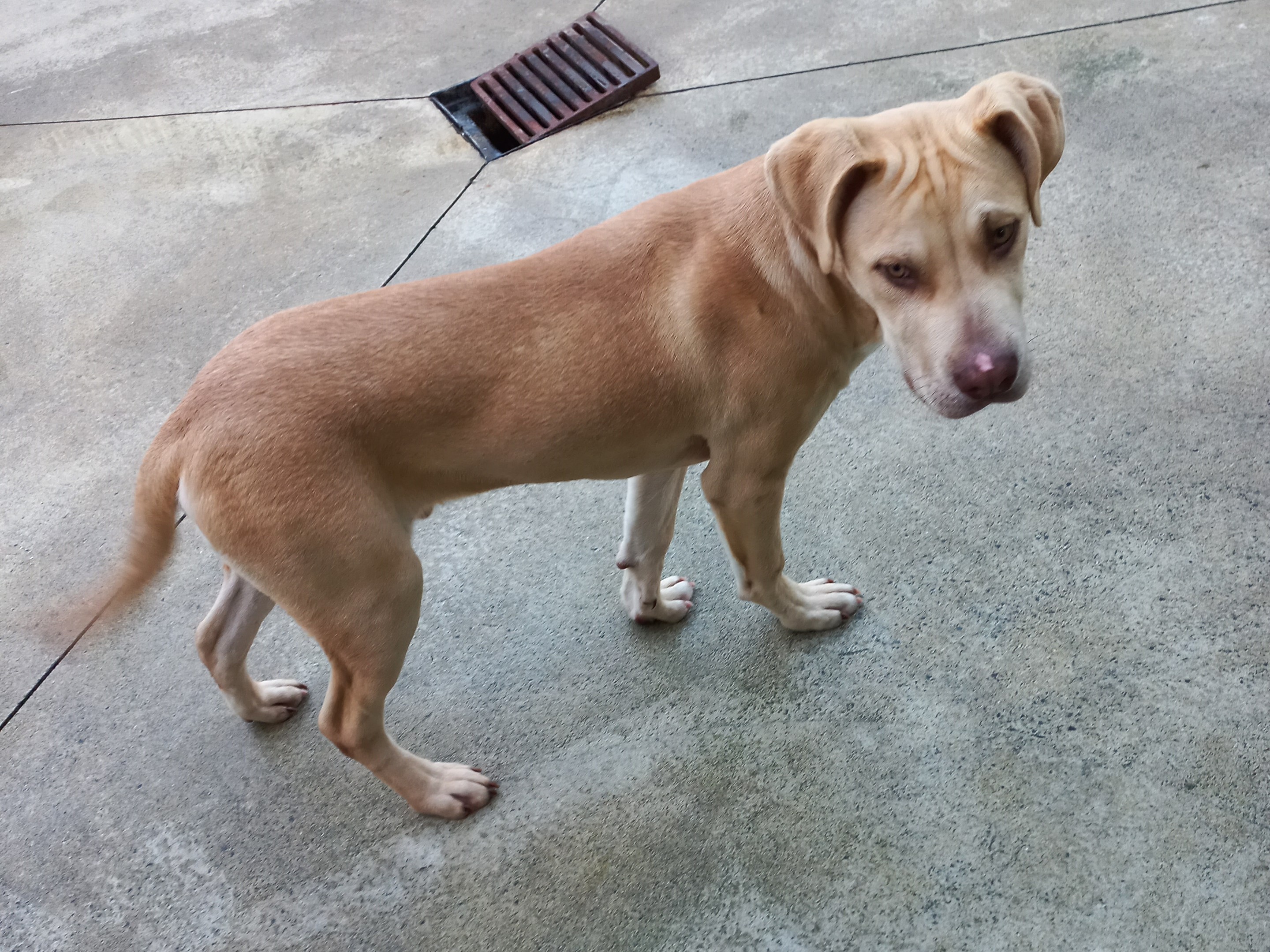 dog-adopt.jpg