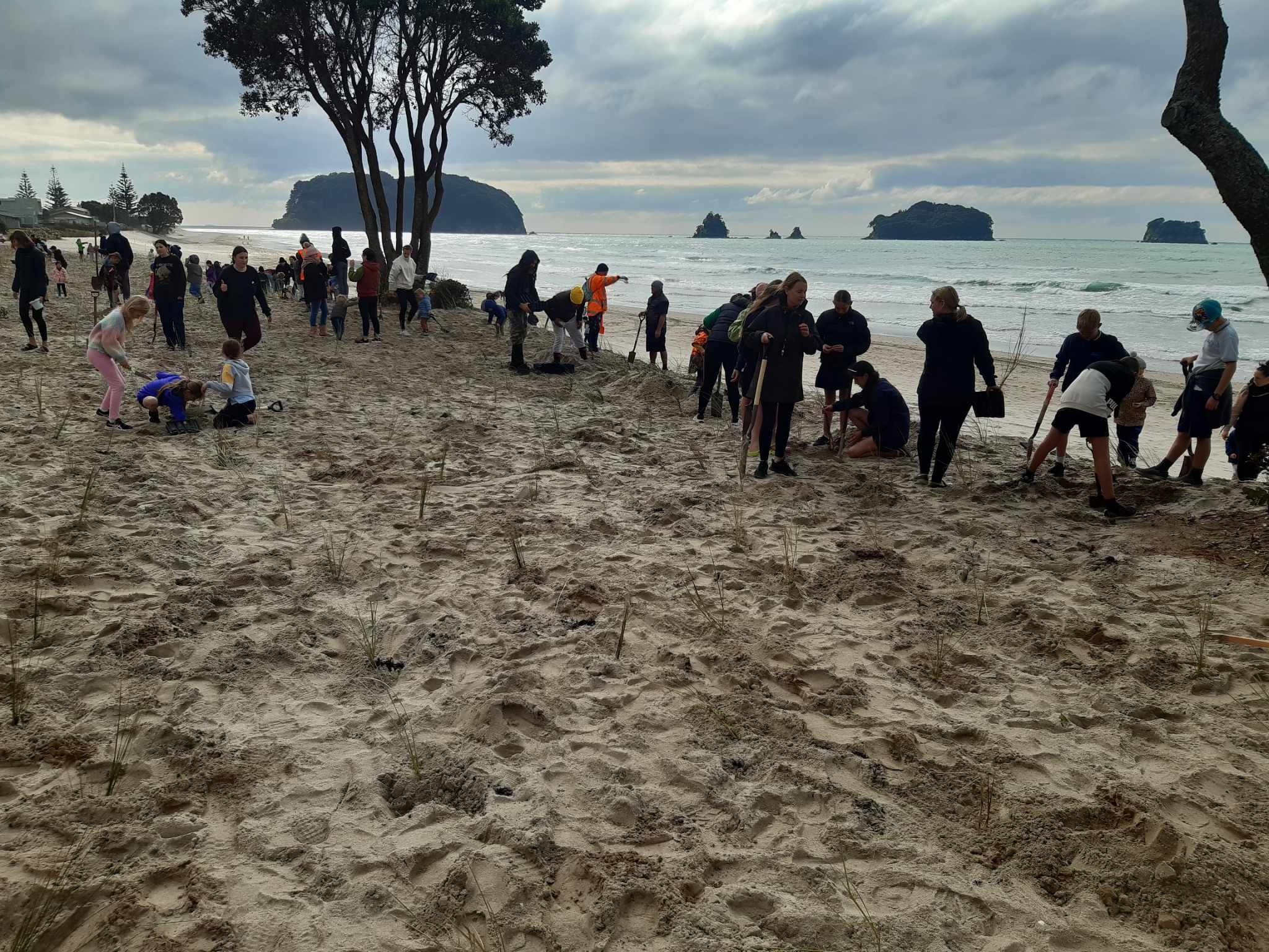 Dune-care-whangamata.jpg