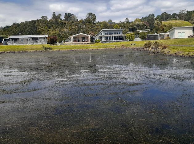 Cooks Beach lake weed.JPG