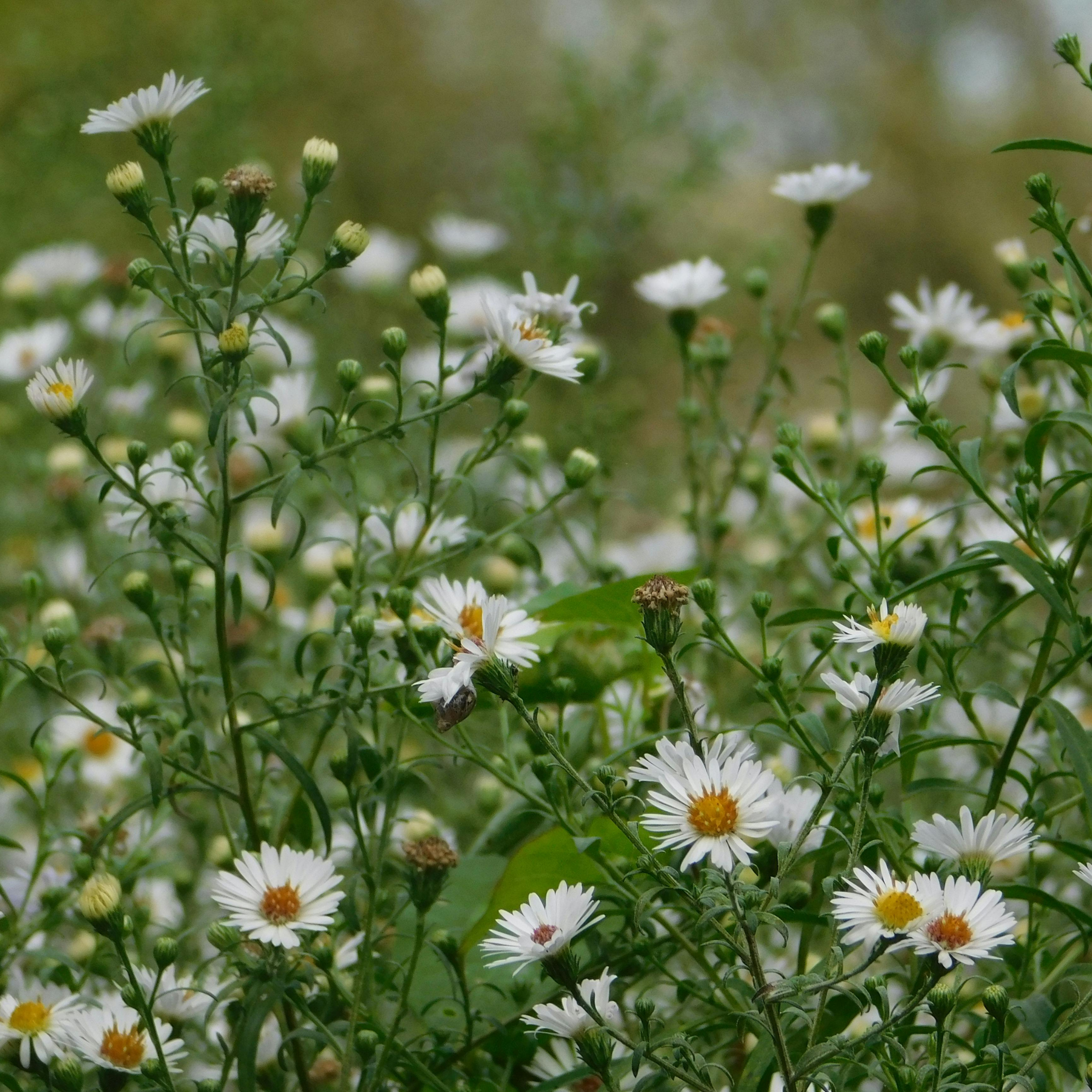 WWU square graphics (6).png