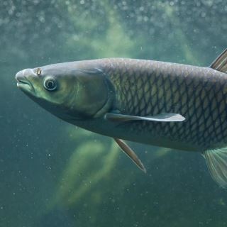 Cooks Beach grass carp.JPG