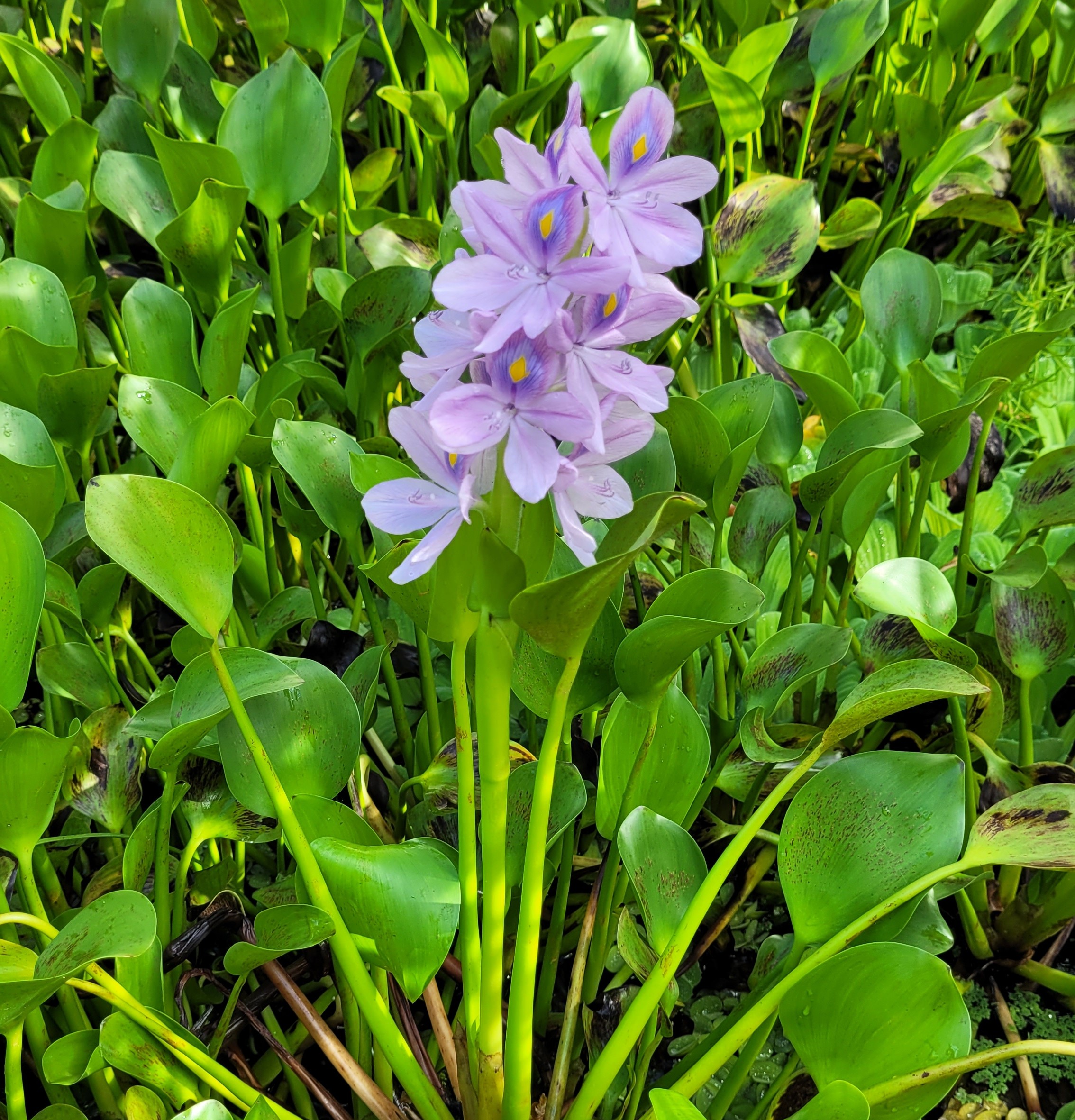 Water hyacinth.jpg