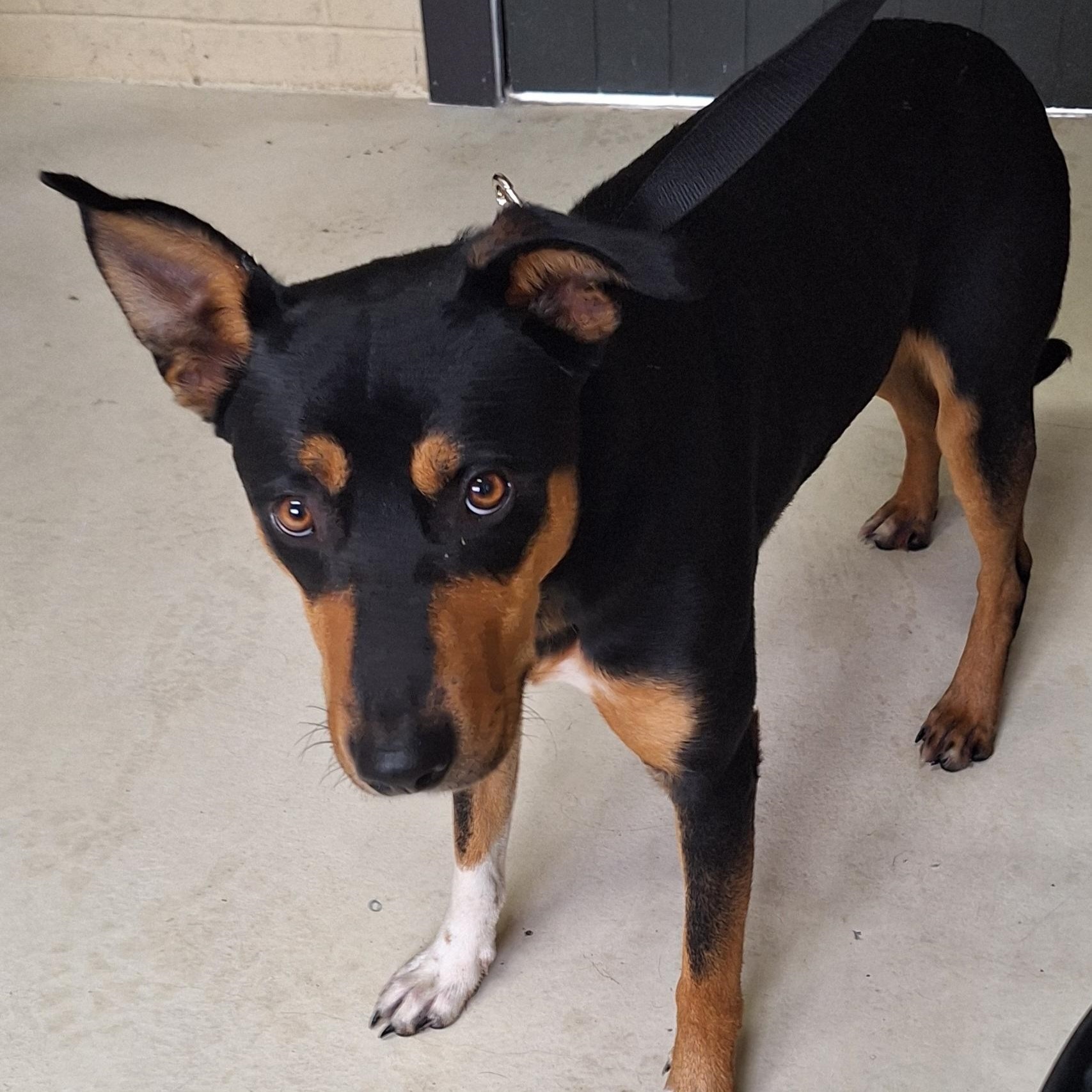 dog found 29 april.jpg