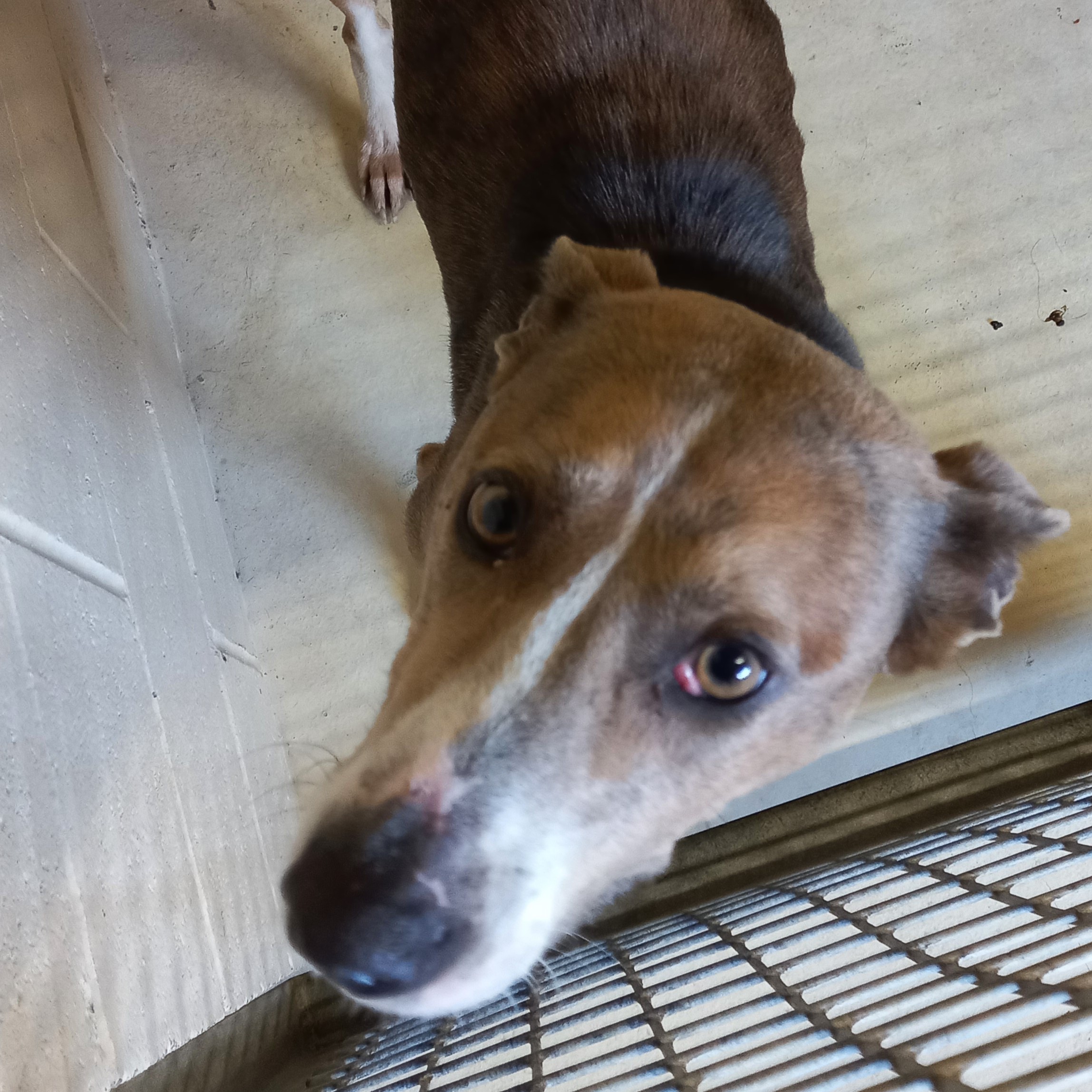lost dog 9 may cooks beach.jpg