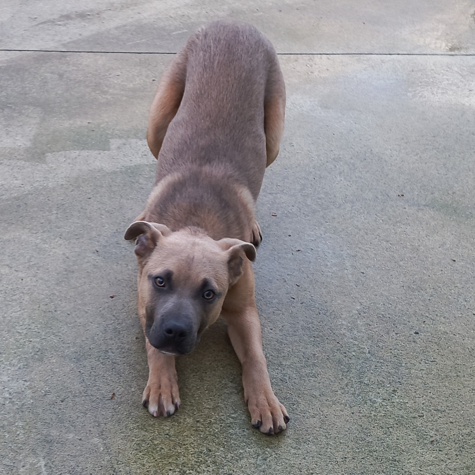 pup 2.jpg