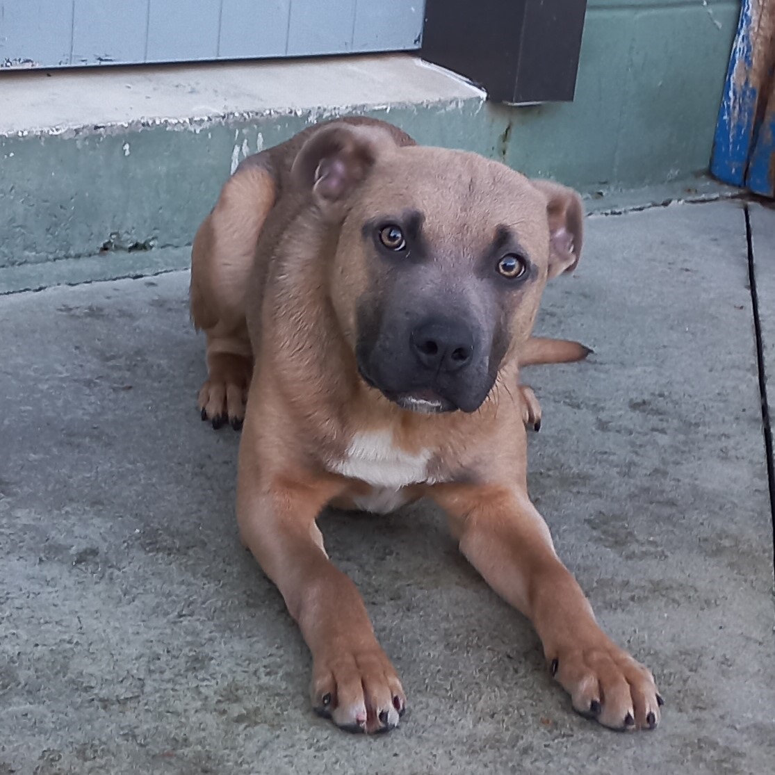 pup 1.jpg