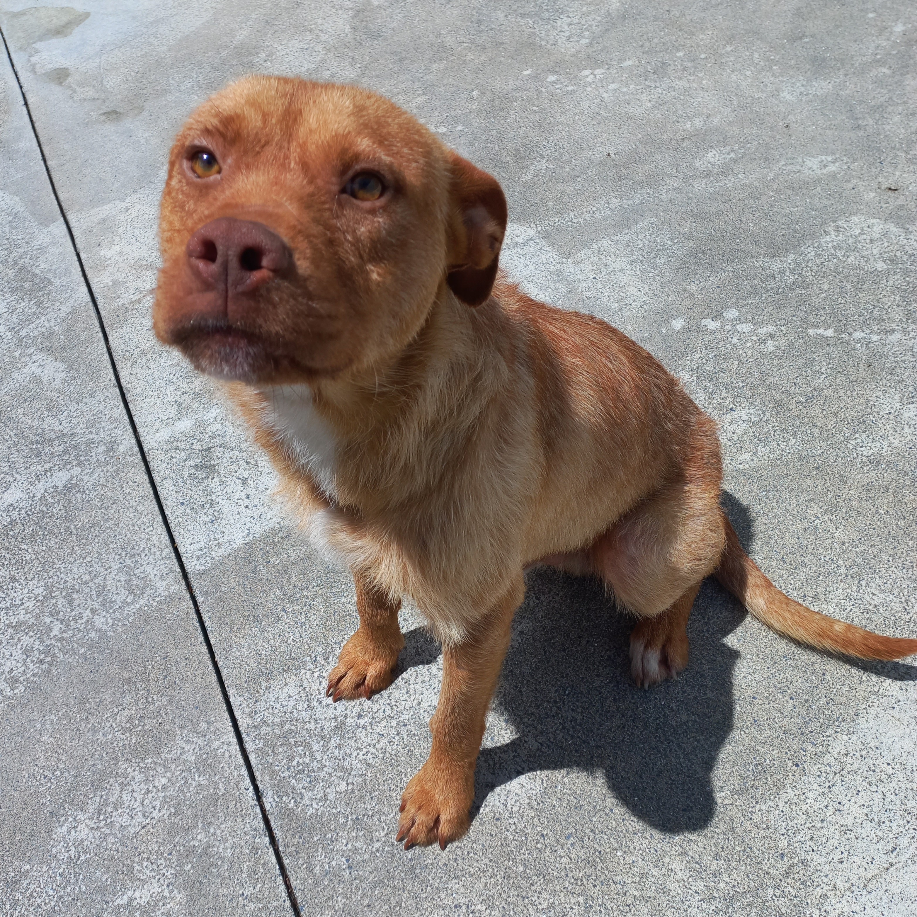 Male beardie x rehome.jpg