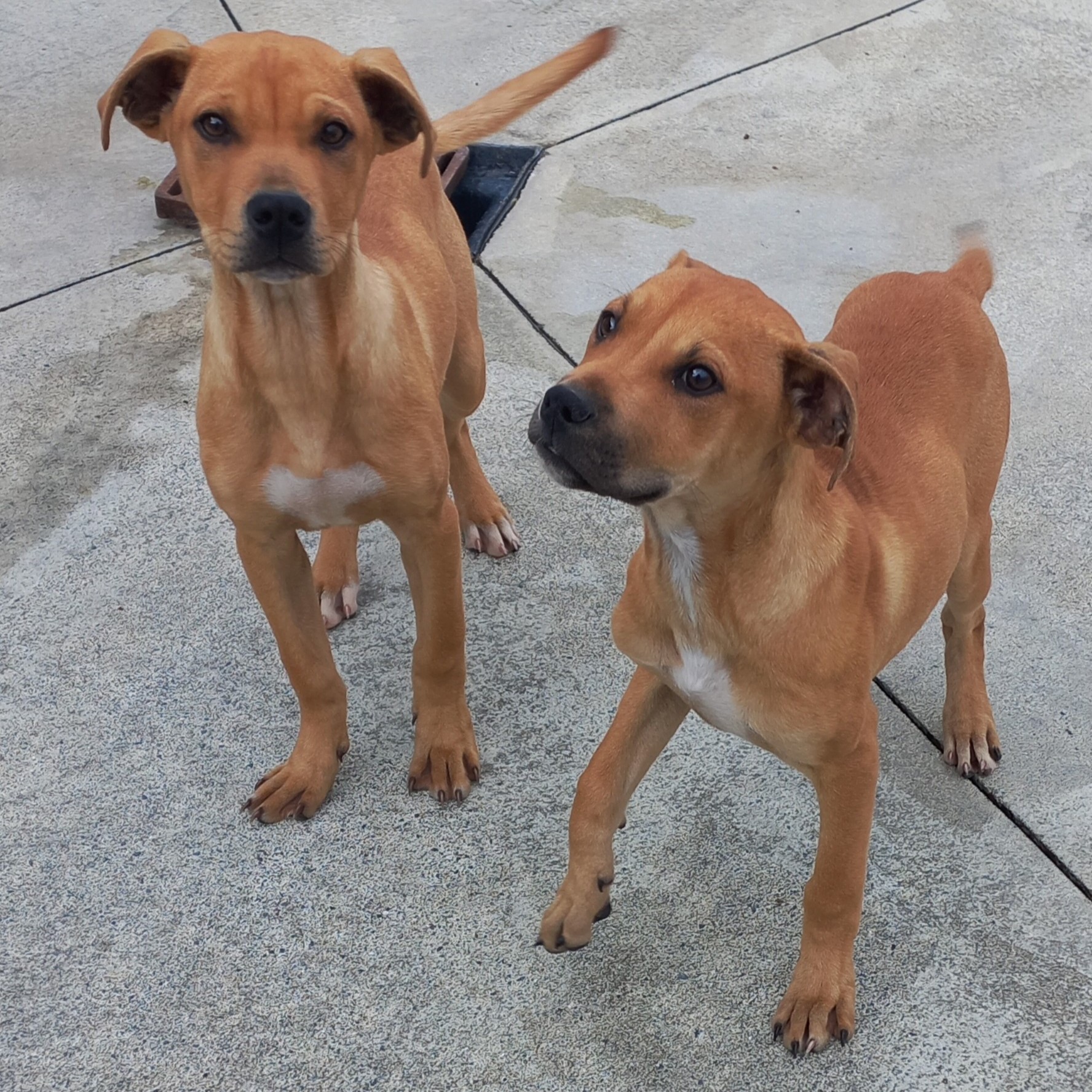 pup sisters 1.jpg