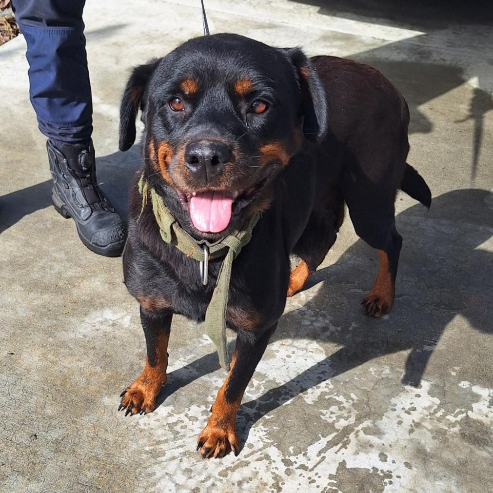 Rottie 6.5.26.jpg