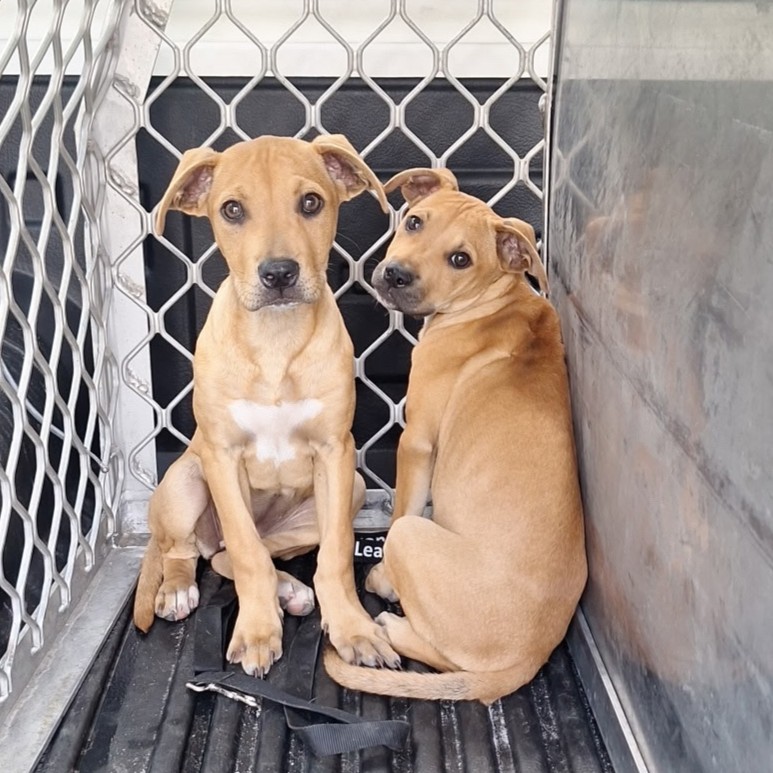 2 pups.jpg