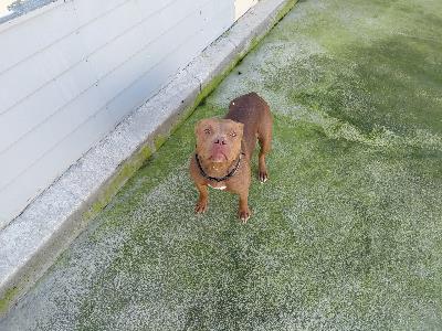 Tan Pitbull 2.jpg