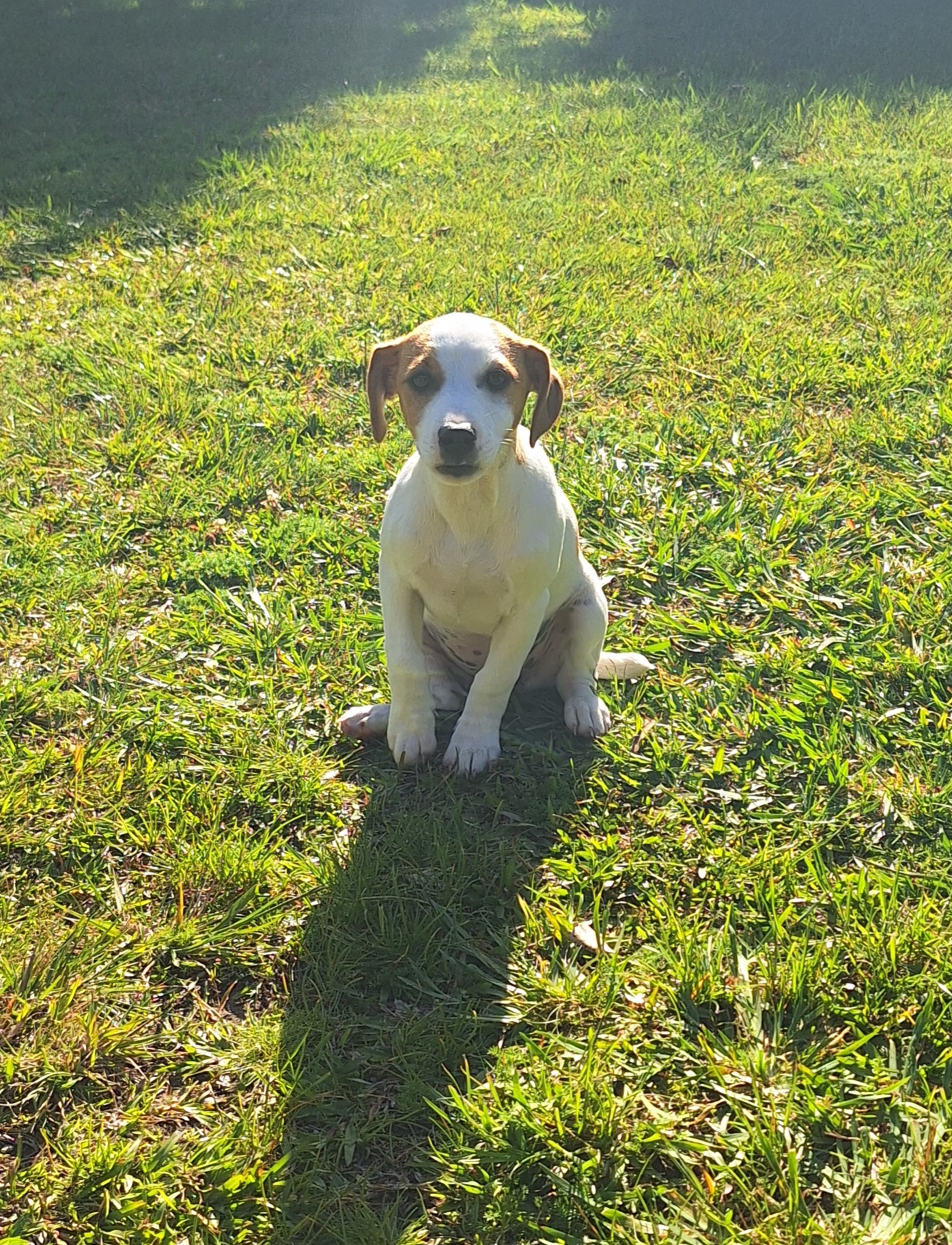 Jack Russell.jpg