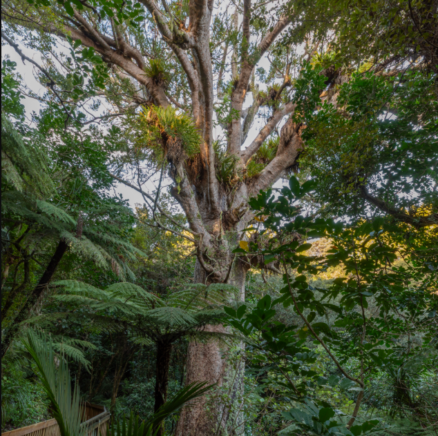 LBKauri01.png